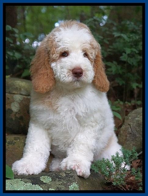 London Tucker pups 8 wks old 221