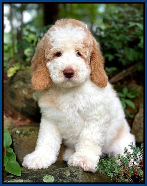 London Tucker pups 8 wks old 251