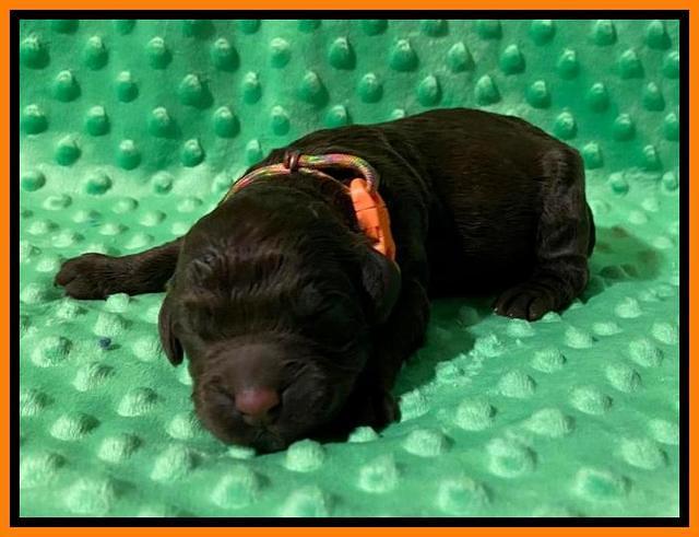London Tucker Newborn puppies 201