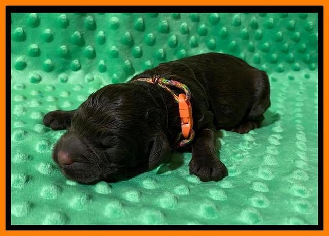 London Tucker Newborn puppies 211