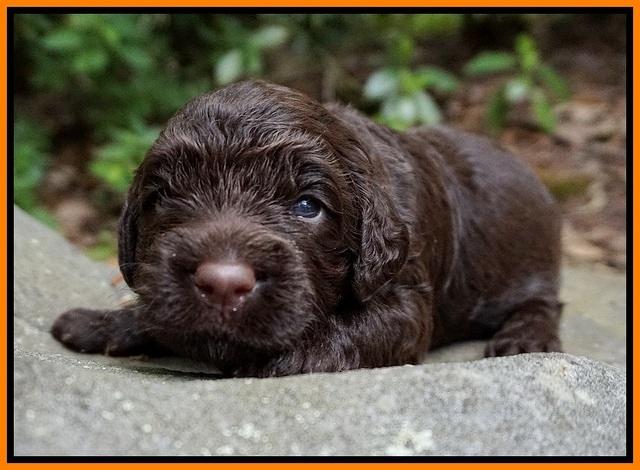 London Tucker pups 2 wk old 111