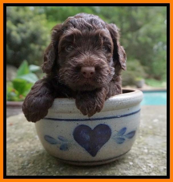 London Tucker pups 3 wk old 131