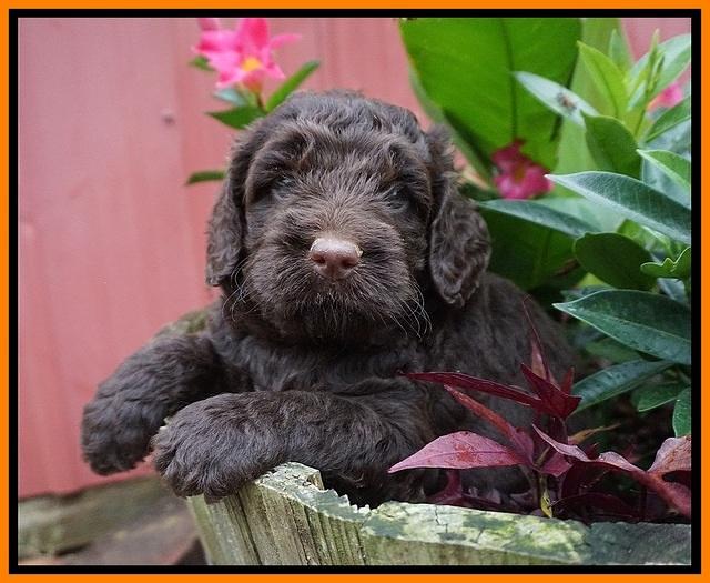 London Tucker pups 4 wk old 111