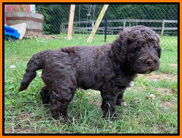 London Tucker pups 4 wk old 171