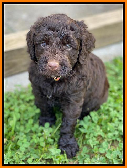 London Tucker pups 5 wk old 161