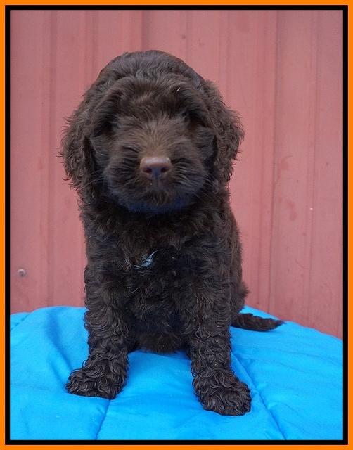 London Tucker pups 6 wk old 161