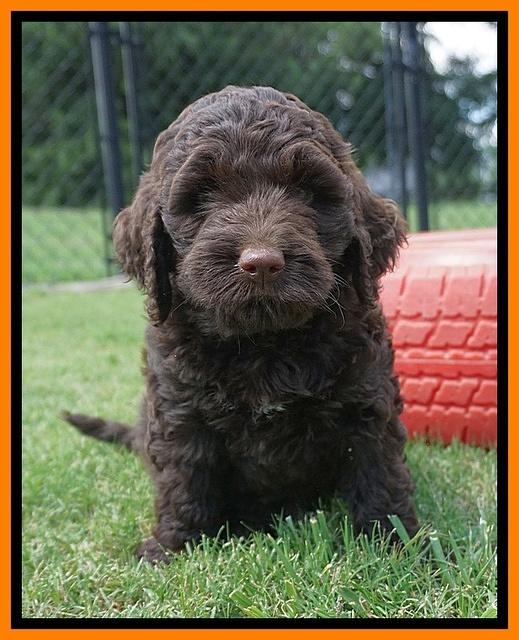 London Tucker pups 7 wks old 161