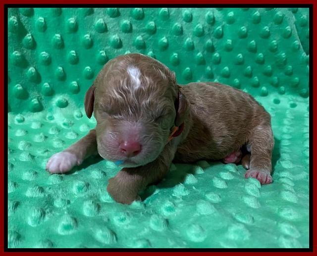 London Tucker Newborn puppies 221