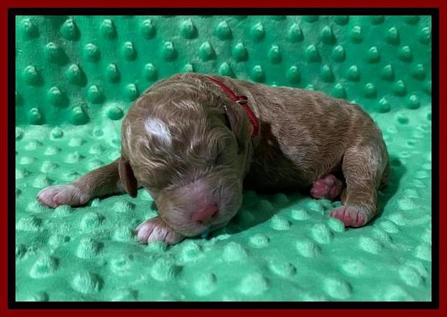 London Tucker Newborn puppies 231