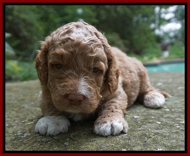 London Tucker pups 3 wk old 161