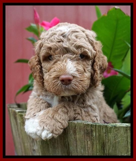 London Tucker pups 4 wk old 131