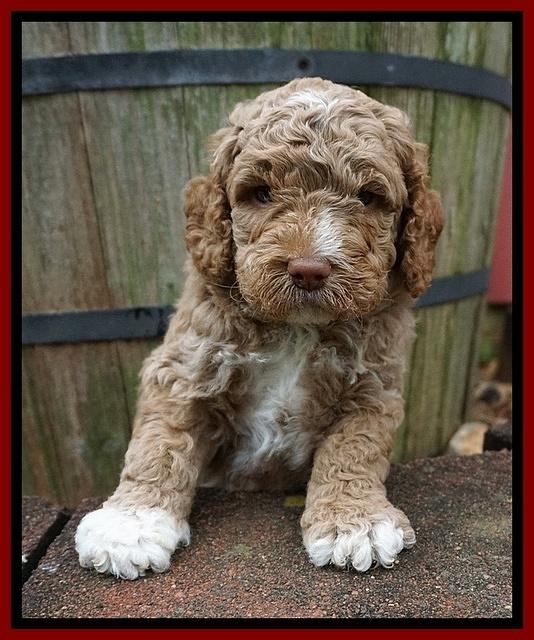 London Tucker pups 4 wk old 151