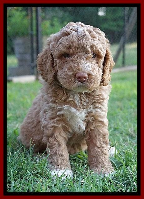 London Tucker pups 5 wk old 221