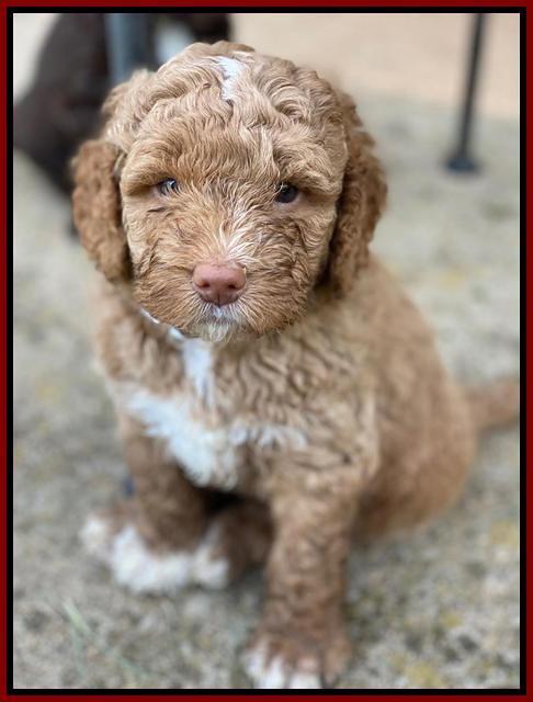 London Tucker pups 5 wk old 231