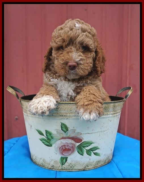 London Tucker pups 6 wk old 181