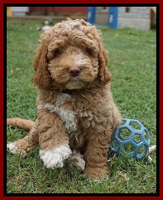 London Tucker pups 7 wks old 231