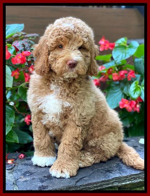 London Tucker pups 8 wks old 271