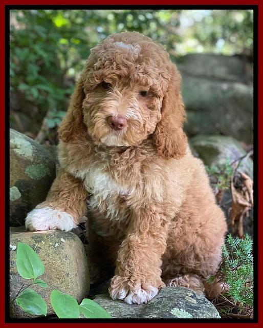 London Tucker pups 8 wks old 291