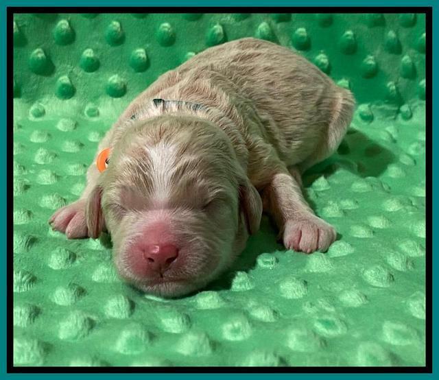 London Tucker Newborn puppies 241