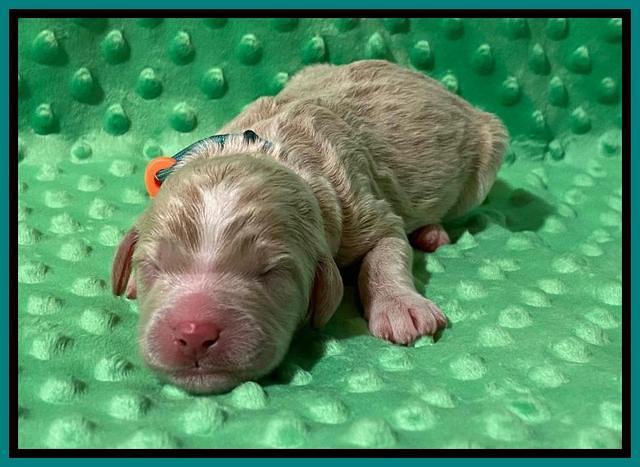 London Tucker Newborn puppies 251