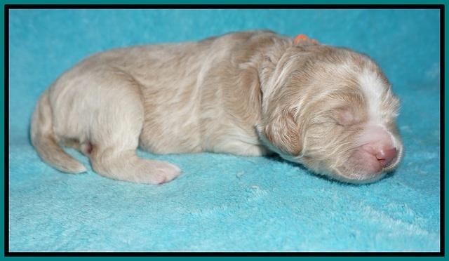 London Tucker pups 1 wk old 91