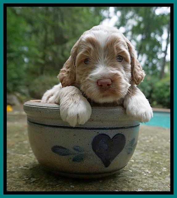 London Tucker pups 3 wk old 181