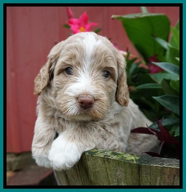 London Tucker pups 4 wk old 191