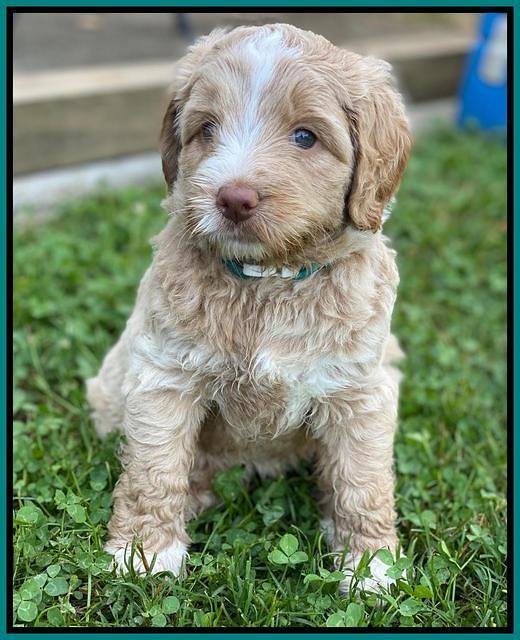 London Tucker pups 5 wk old 251