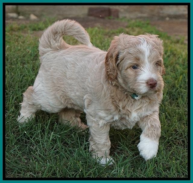 London Tucker pups 5 wk old 291