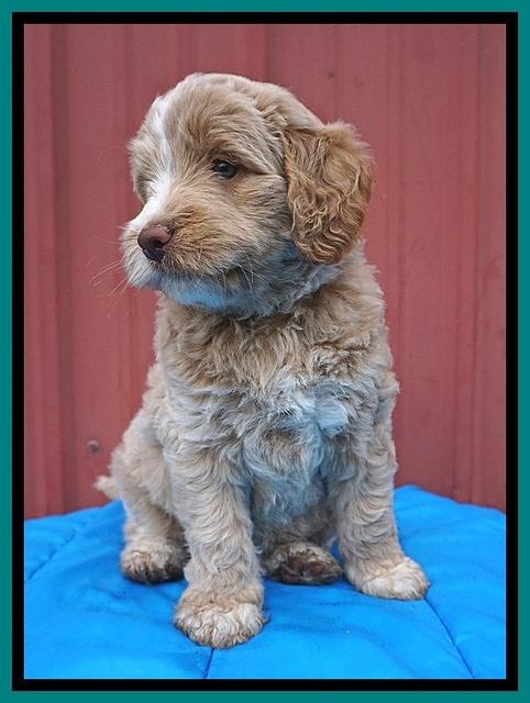 London Tucker pups 6 wk old 221
