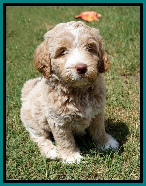 London Tucker pups 7 wks old 251