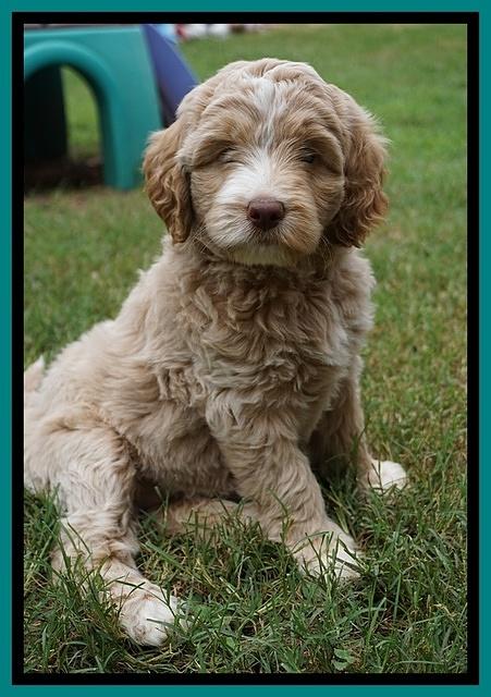 London Tucker pups 7 wks old 261