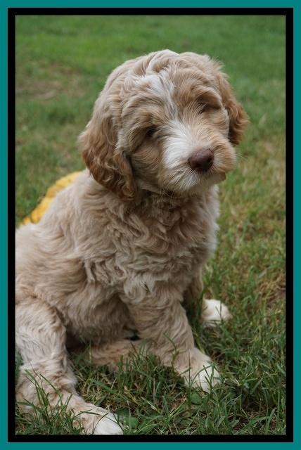 London Tucker pups 7 wks old 281