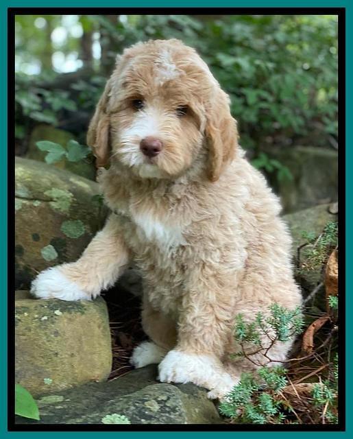 London Tucker pups 8 wks old 111