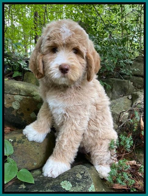 London Tucker pups 8 wks old 121