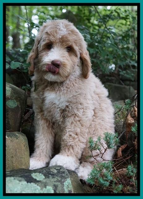 London Tucker pups 8 wks old 131