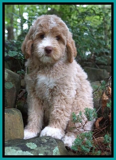 London Tucker pups 8 wks old 141