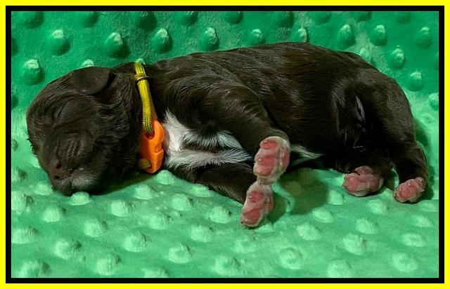 London Tucker Newborn puppies 261