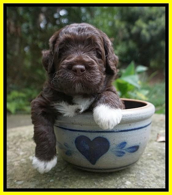 London Tucker pups 3 wk old 201