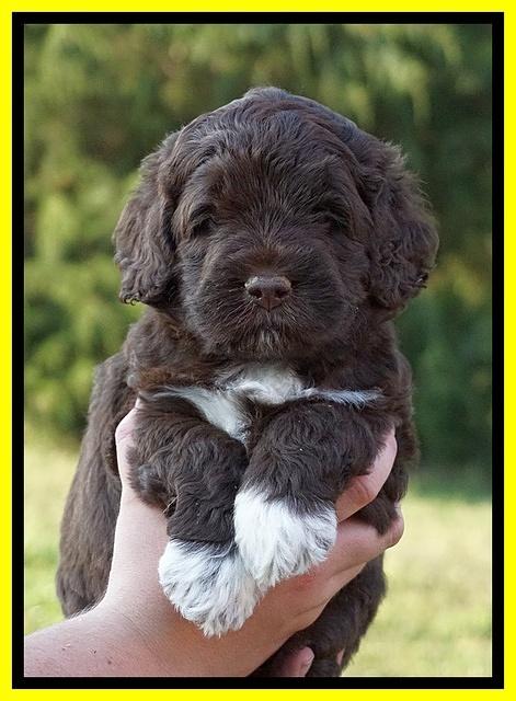 London Tucker pups 5 wk old 311