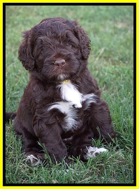 London Tucker pups 5 wk old 331