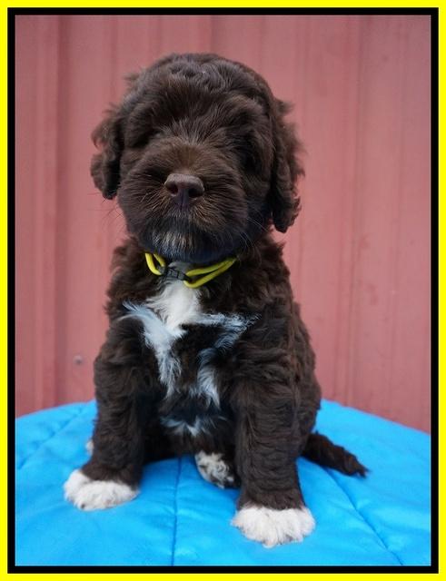 London Tucker pups 6 wk old 251