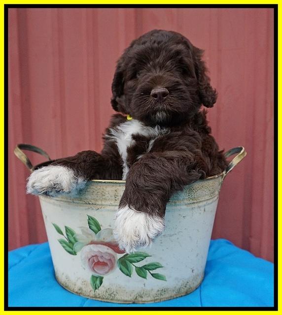 London Tucker pups 6 wk old 261