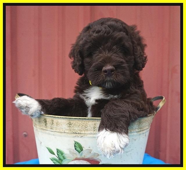 London Tucker pups 6 wk old 271