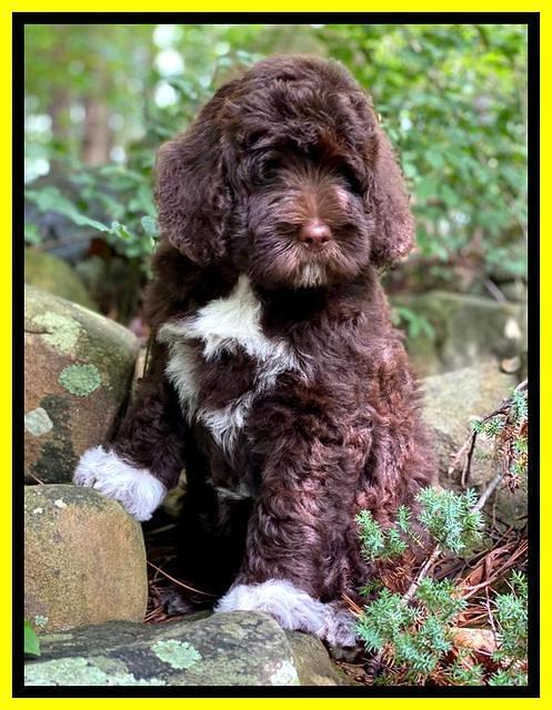 London Tucker pups 8 wks old 91