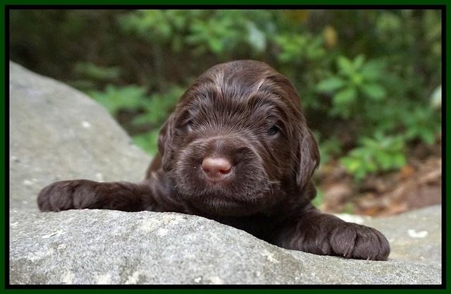 London Tucker pups 2 wk old 211