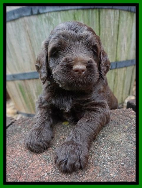 London Tucker pups 4 wk old 241
