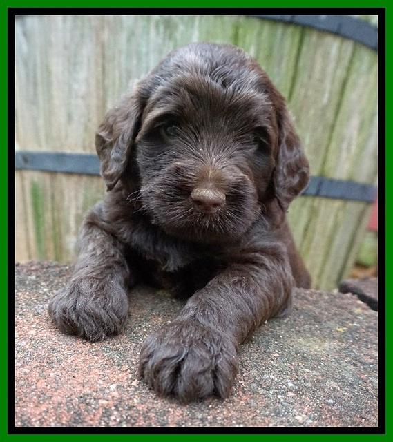 London Tucker pups 4 wk old 251