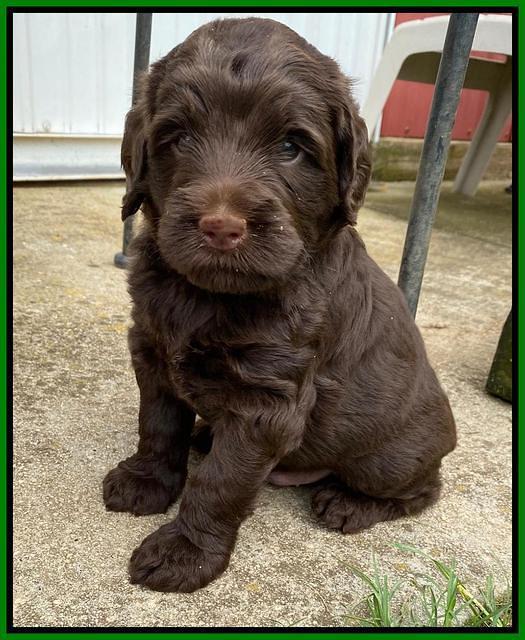 London Tucker pups 4 wk old 331