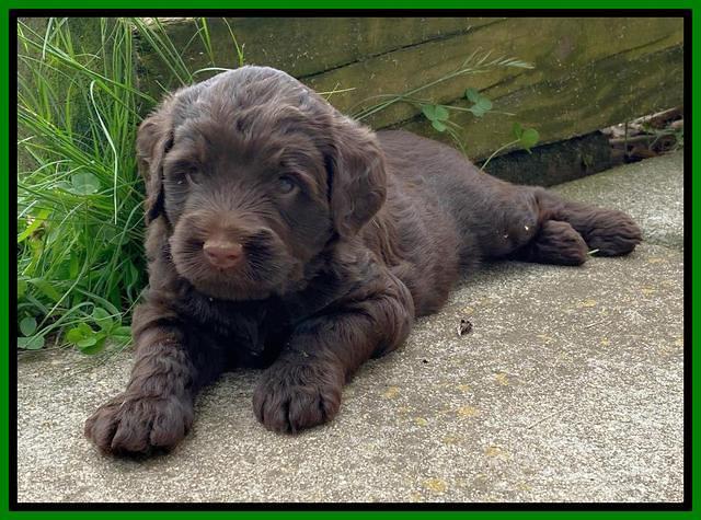 London Tucker pups 4 wk old 361